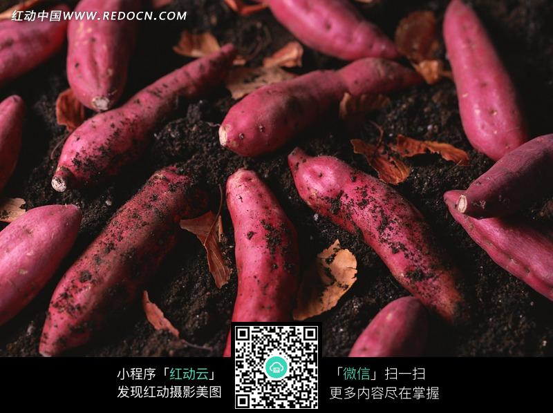 地瓜最新品种，探索新品种背后的温馨故事